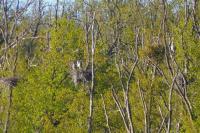 Ardea cinerea
