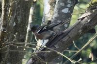 Fringilla coelebs