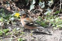 Fringilla coelebs