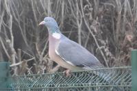 Columba palumbus