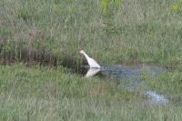 Bubulcus ibis