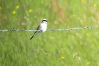 Lanius collurio