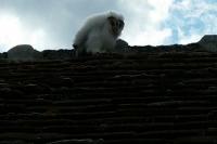 Tyto alba
