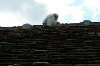 Tyto alba