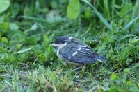 Parus major