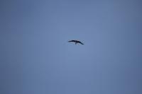Pandion haliaetus