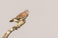 Streptopelia turtur