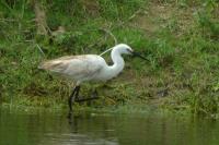 Egretta garzetta