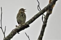 Anthus trivialis
