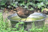 Turdus merula