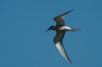 Sterna hirundo