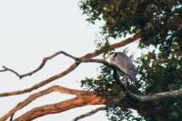 Ardea cinerea