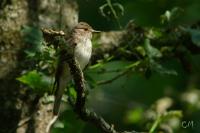 Muscicapa striata