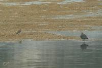Charadrius asiaticus