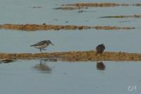 Calidris falcinellus