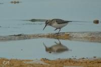 Calidris falcinellus