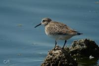 Calidris bairdii