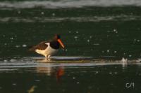 Haematopus ostralegus