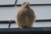 Phoenicurus ochruros