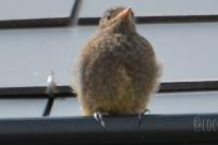 Phoenicurus ochruros