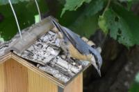 Sitta europaea