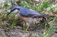 Sitta europaea