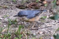 Sitta europaea