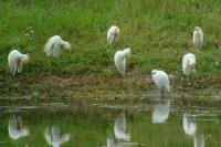 Bubulcus ibis