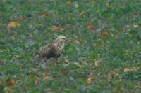 Buteo lagopus