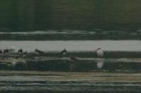 Hydroprogne caspia