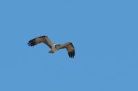 Pandion haliaetus