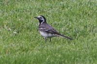 Motacilla alba