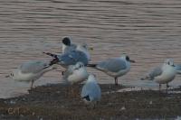 Larus delawarensis
