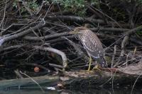Nycticorax nycticorax