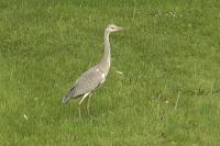 Ardea cinerea