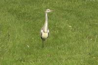 Ardea cinerea