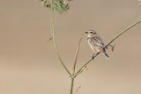 Saxicola rubetra