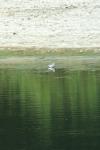 Calidris minuta
