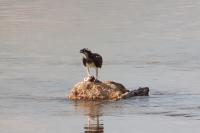 Pandion haliaetus
