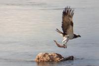 Pandion haliaetus