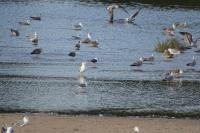 Larus fuscus