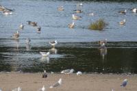 Larus fuscus