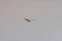 Buteo buteo