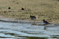 Calidris melanotos