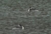 Podiceps auritus