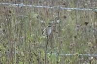 Saxicola rubetra