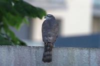Accipiter nisus