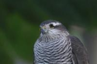 Accipiter nisus