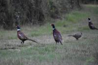 Phasianus colchicus