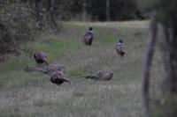 Phasianus colchicus